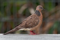 Hrdlicka kropenata - Streptopelia chinensis - Spotted Dove o0089